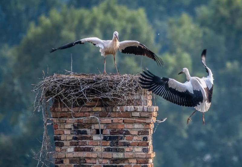 Professional Chimney Animal Removal Services in El Segundo, California